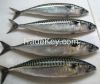 2017 New Arrival Fresh High Quality Seafood Fish Frozen Mackerel