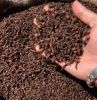 High Quality Dry Clove Spices 