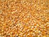 Bulk dried Yellow corn for Animal feed.