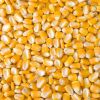 DRIED YELLOW CORN FOR POULTRY FEED