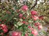 Fuji China apple supplier