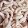 50PCS 2cm 0.3g maggot Grub Soft Lure Baits smell Worms | Glow | Shrimps