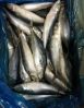 Wholesale Frozen Macke...
