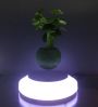 magnetic floating live bonsai tree with led light 0-300g