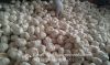 Chinese Fresh Jinxiang Pure White Snow White Garlic Packed In 5kg/10kg Box/ Mesh Bag