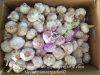 Jinxiang Shandong Fresh Normal White Garlic Loose Packing in Carton Box(4.5, 5.0, 5.5, 6.0cm)