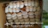 Jinxiang Shandong Fresh Normal White Red Garlic 4.5cm-6.0cm Loose Packing in Mesh Bag