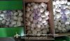 Jinxiang Shandong Fresh Normal White Garlic Loose Packing in Carton Box(4.5, 5.0, 5.5, 6.0cm)