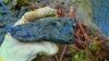 Raw Clay, Brown, Grey,...