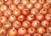 Onions,Red onions,Fresh onions