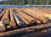 Hemlock Logs