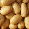 Fresh Potato, Potatoes , Spunta , Washed, Clean Potatoes For Sale