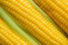 Yellow Maize