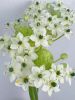 Farms Provide and Supply Flower Fresh Cut Flower Velvet Flower for Decoration