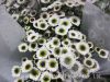 Best Gifts Wholsales Fresh Cut Flower Spray Chrysanthemum
