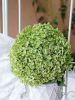Wholesale Beautiful Fresh Cut Hydrangea Flowers for Weddings Home Office Decoration