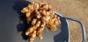 Fresh & dry ginger