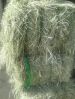Rhodes Grass Hay