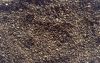Black Pepper