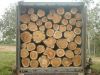 Tali Timber Wood Logs for Sale