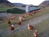 Free Range Eggs