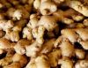 Good Quality Ginger