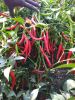 Fresh Red Chillies