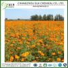 Marigold Extract/Xanthin/Phytoxanthin/Lutein Powder, CAS: 127-40-2