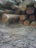 Tropical Timber: OkoumÃ©