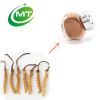 100% pure natural best quality Cordyceps Extract