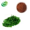 Factory manufacuturer 100% pure natural green tea extract