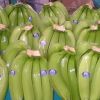 Cavendish banana 