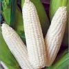 Best Grade White Corn Maize For Animal Feed White Maize Corn