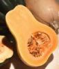 Butternut squash