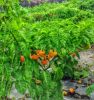 Hot pepper mash - Top ...