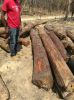 Teak Wood 