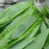 Pure natural indocalamus leaves /bamboo leaves