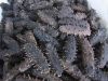 Quality FROZEN CLEANED SEA CUCUMBER/Best Grade Dried Sea Cucumber