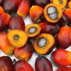 Palm Oil/Refined Palm Oil/ Crude Palm Oil 100% Refined Palm oil