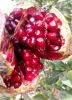 Best Red Pomegranate F...