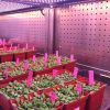 Walk-in Plant Chamber/Incubator with High Intensity LED Lighting System for Indoor Plant Growth and Science Research