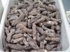 Dry Sea Cucumber available for sale 
