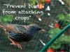 Anti bird net | bird net | bird stretch net