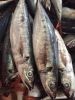 frozen tilapia,Red tail horse mackerel,pacific mackerel, seafood,frozen fish, frozen squid,tuna fish,Indian mackerel,Sea frozen sardine