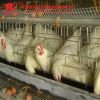 Automatic Chicken Cage Systems Poultry Farm Equipment