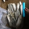 Frozen Horse mackerel Trachurus trachurus