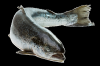 Fresh Salmon Fish / Seafood From Norway / Frozen Red Fish / Salmon Head V cut 400 gram up/ Salmon bellies / Salmon backbones 