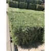 Good quality Alfalfa hay animal feed 