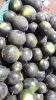 All Type Vegetable 
