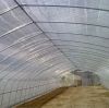 Factory Price Agricultural Single Span Substantial Tunnel Greenhouse f
